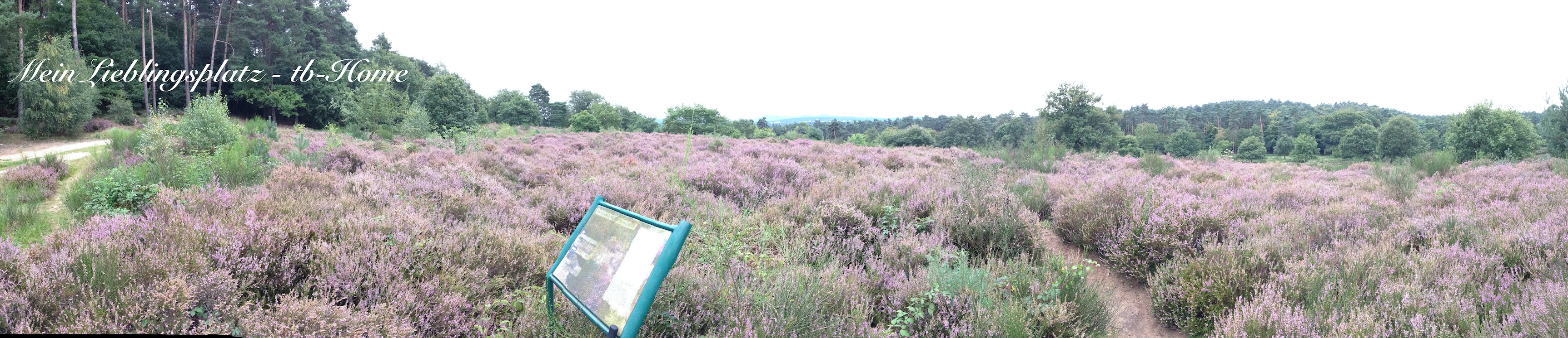 Panorama Heideblüte Lieblingsplatz
